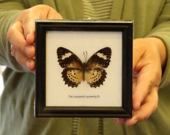 Real Butterfly Specimen Vintage Framed Dry-preserved Taxidermy Butterfly