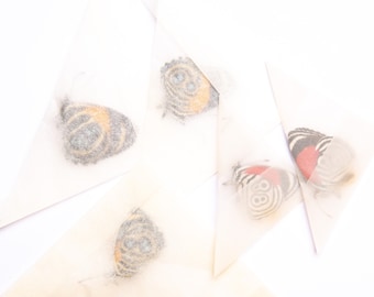 FIVE (5) Number-Wing Butterflies, Various assorted A1 Callicore, Diaethria, Perisama