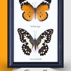 2 vlinders ingelijst | Ethische vlindermonsters gemonteerd onder glas in een ophangframe aan de muur, 7 x 5 inch. Geschenkverpakking