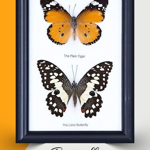 2 Butterflies Framed | Ethical Butterfly Specimens Mounted Under Glass in a Wall Hanging Frame 7 x 5 In. Gift Boxed