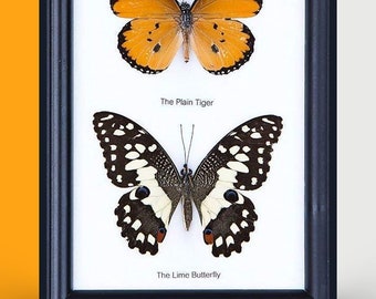 2 Butterflies Framed | Ethical Butterfly Specimens Mounted Under Glass in a Wall Hanging Frame 7 x 5 In. Gift Boxed