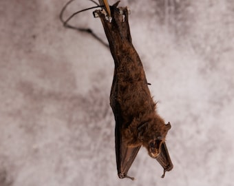 Java Pigmy Bat HANGING (Pipistrellluis javanicus) A1 Specimen 4" (Non-CITES)