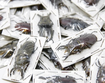 LOT OF 10 Mixed Stag Beetles 'Lucanidae' Specimens A1
