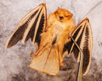 FOUR (4) Fire Bats Folded Wings (Kerivoula picta) | 4 Inch Wingspan Dry-Preserved Taxidermy (Non-CITES) Ideal for Artistic Creation