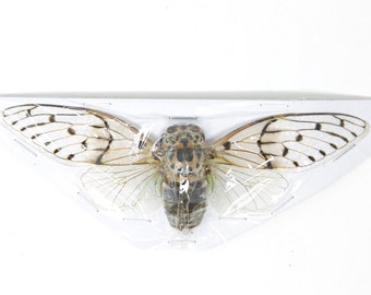 Beetles & Other Insects