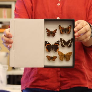 A box of 6 SPREAD BRITISH Butterflies, Various Pinned Palearctic Butterflies, LEPIDOPTERA (Lot.14)