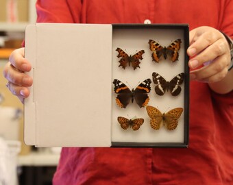 A box of 6 SPREAD BRITISH Butterflies, Various Pinned Palearctic Butterflies, LEPIDOPTERA (Lot.14)