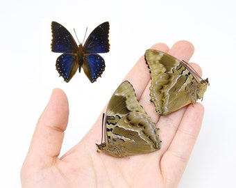 Unmounted Butterflies