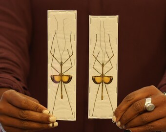 TWO (2) Pseudodiacantha macklottii, Spread Phasmids, A1 Specimens