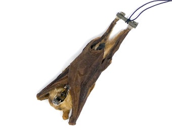 TWO (2) Honey Nectar Bat HANGING Taxidermy (Macroglossus minimus) | A1 Specimen 3.5 Inch (Non-CITES)