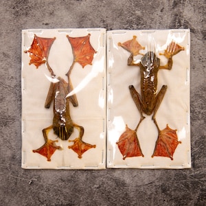 May include: Two preserved frogs, displayed on rectangular, off-white backgrounds, encased in clear plastic. The frogs are brown with reddish-orange webbed feet. The specimens are arranged with their limbs outstretched, showcasing their anatomy.