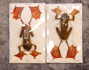 Pack of 10 Harlequin Tree Frogs (Rhacophorus pardalis) 3 Inches. Ideal for Framing and Collecting, A1 Real Dry-Preserved Taxidermy