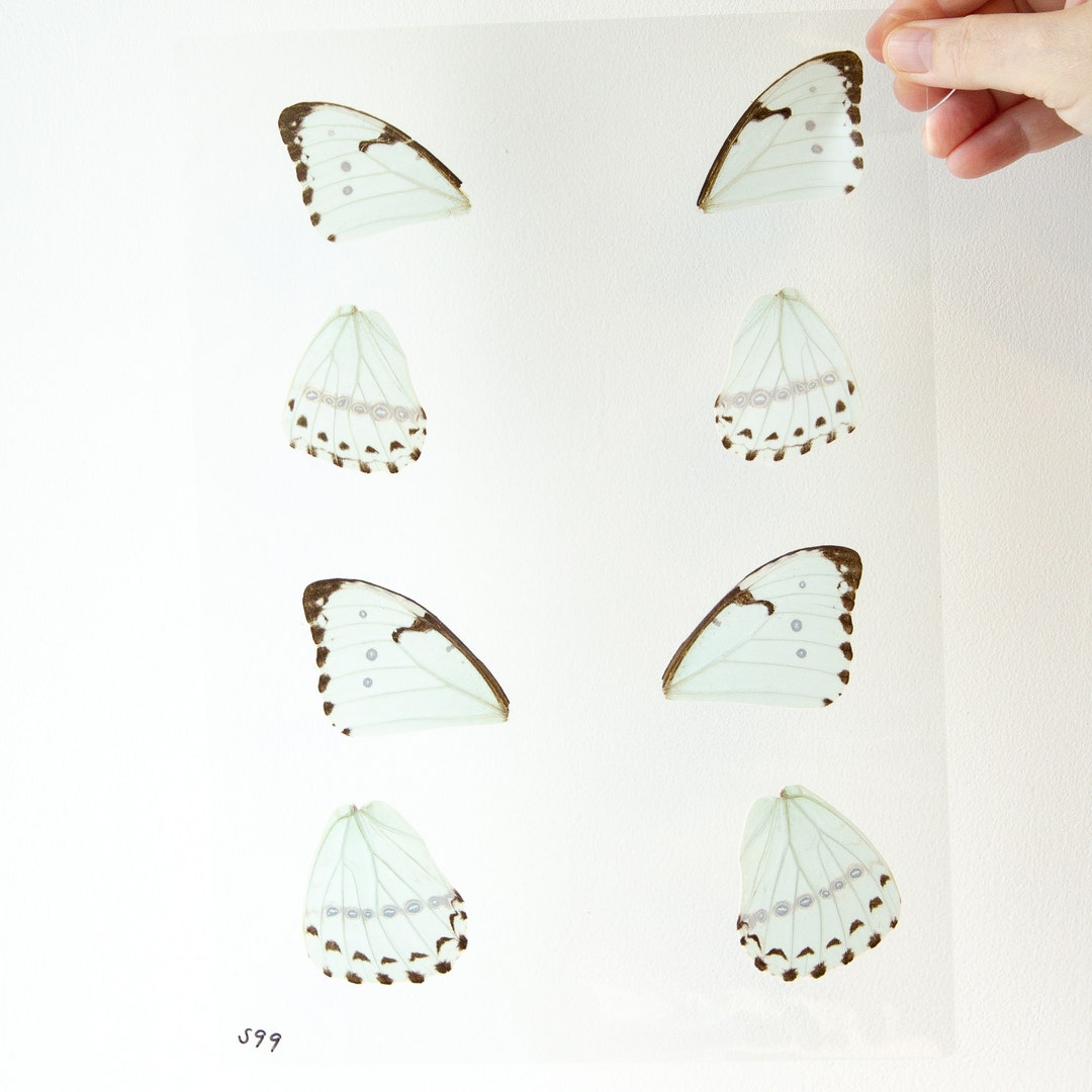 Butterfly Wings GLOSSY LAMINATED SHEET Real Ethically Sourced Etsy
