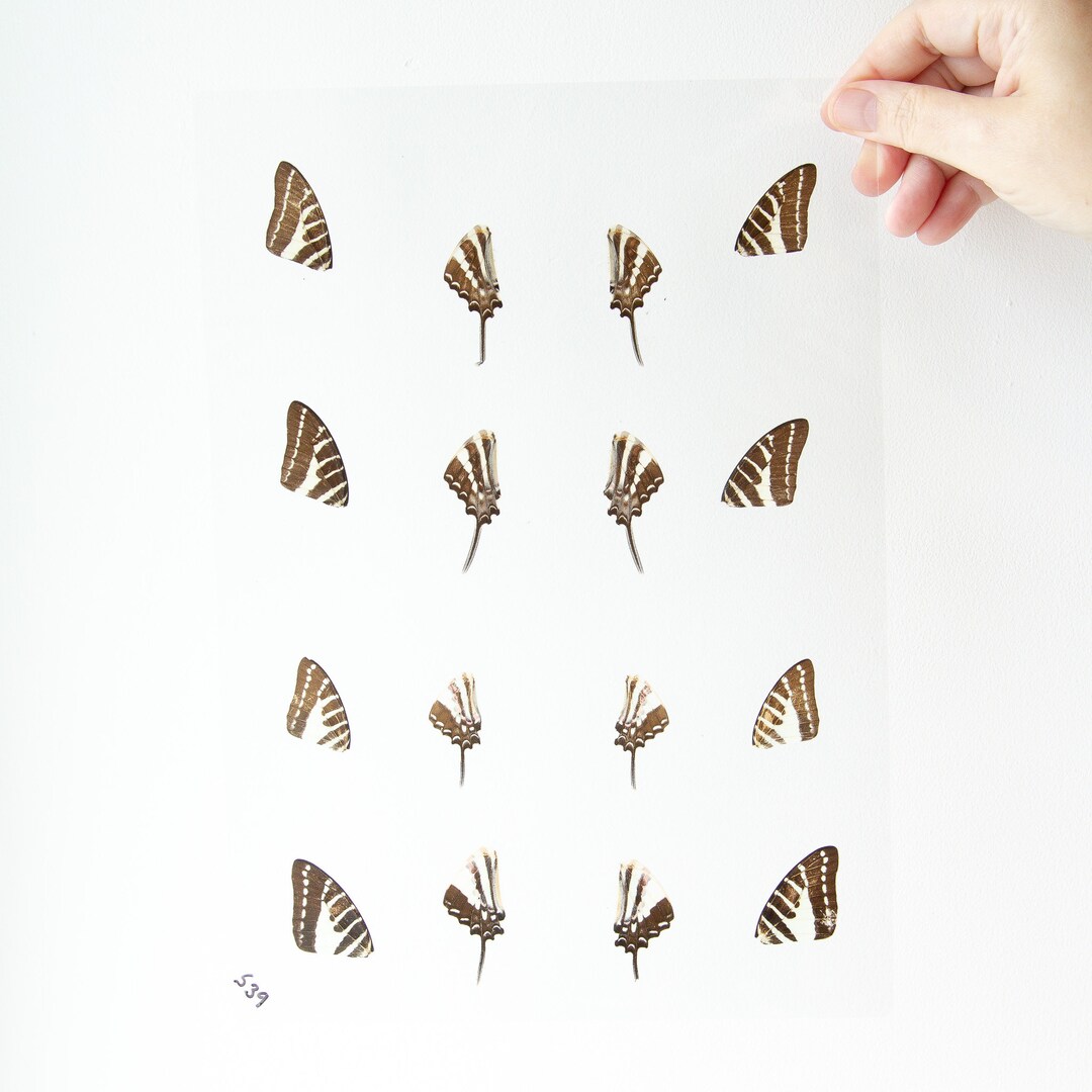 Butterfly Wings GLOSSY LAMINATED SHEET Real Ethically Sourced Etsy
