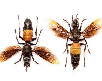 TWO (2) Trimeres Hornet | Vespa tropica TRIMERES | A1 Spread Insect Specimens Entomology Taxidermy