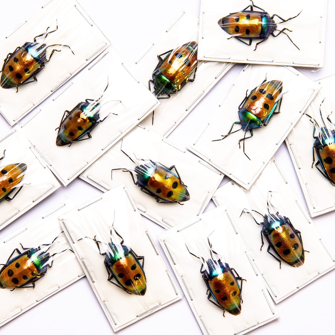 Pack of 10 Jewel Bugs (calliphara Caesar) Indonesia, A1 Real Entomology ...