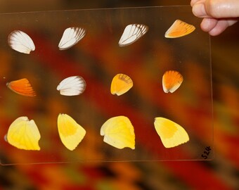 Butterfly Wings GLOSSY LAMINATED SHEET Real Ethically Sourced Specimens Moths Butterflies Wings for Art -- S24