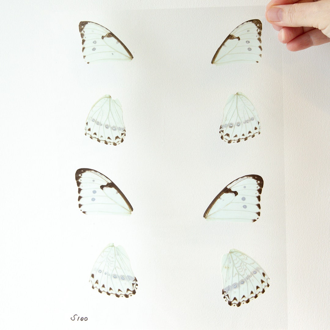 Butterfly Wings GLOSSY LAMINATED SHEET Real Ethically Sourced Specimens