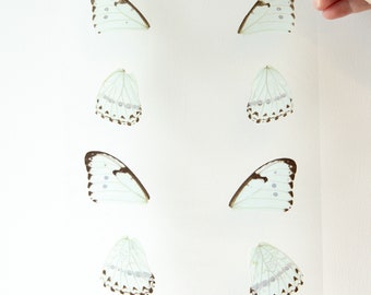 White Morpho Butterfly Wings GLOSSY LAMINATED SHEET Real Ethically Sourced Specimens Butterflies Wings for Art