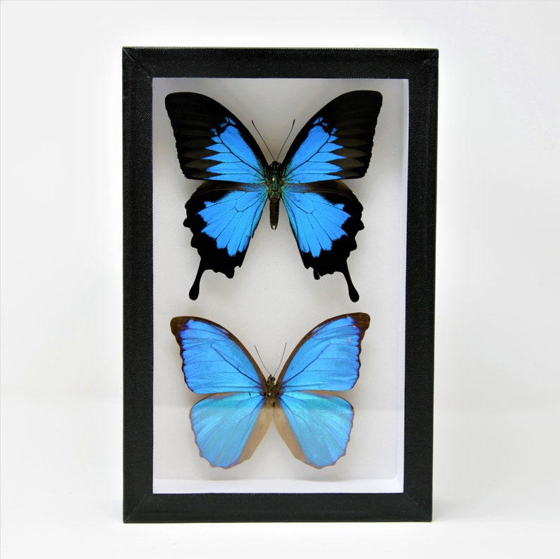 Entomology Box Butterfly Display Case with Glass Lid, Insect Display Box for Pinned Bugs & Butterflies image 8
