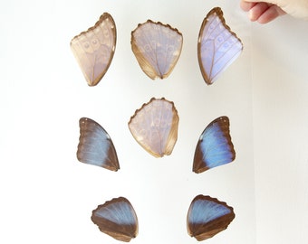 Butterfly Wings GLOSSY LAMINATED SHEET Real Ethically Sourced Specimens Moths Butterflies Wings for Art -- S52