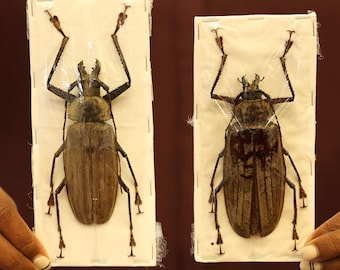 PAIR (2) XXL Long-horn Beetles (Xixuthrus lunicollis) A1 Extra Large Specimens ** +100mm**