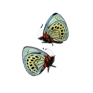 Two (2) Asterope leprieuri philotima | The Leprieur&#39;s Glory | A1 Dry-preserved Specimens