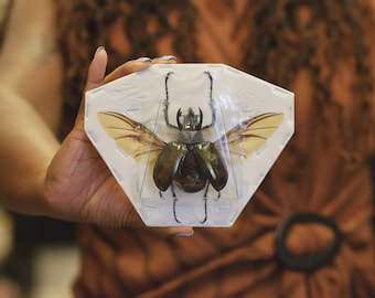 Giant Atlas Beetle (Chalcosoma atlas atlas) A1 SPREAD Specimens