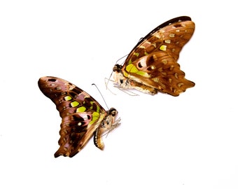 TWO (2) Tailed Jay (Graphium agamemnon) | A1 Real Dry-Preserved Butterflies | Unmounted Entomology Taxidermy Specimens