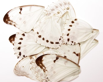 16 Butterfly Wings WHITE Luna Morpho (Morpho luna) Real Dry-preserved Specimens for Artistic Creation