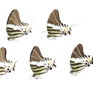 Five (5) Giant Swallowtail Butterflies | Graphium androcles | Ethical Dry-preserved Unmounted Butterflies for Artistic Creation