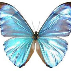 DUAS (2) Morpho adonis | Borboletas Morpho iridescentes azuis | Espécimes preservados a seco