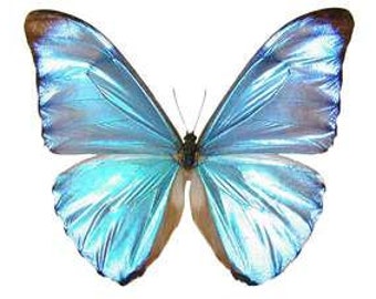 TWO (2) Morpho adonis | Blue Morpho Iridescent Butterflies | Dry-preserved specimens