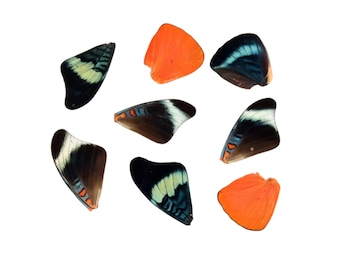 10 Red Flasher Loose Butterfly Wings (Panacea prola) Real Wings for Artistic Creation