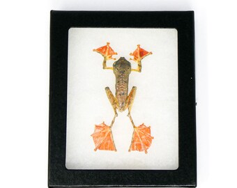 Framed Tree Frog Taxidermy (Rhacophorus pardalis) Non-CITES