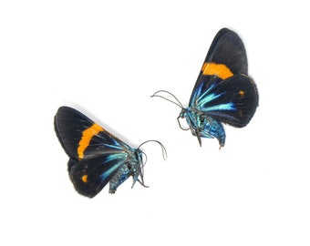 Two (2) Milionia stueningi - Sexed Pair of Vibrant Day Moths - A1 Ethically Sourced Entomology Specimens