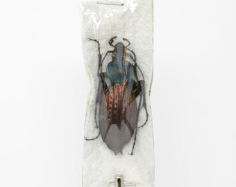 1 x Apotompterus cantonensis, Unmounted Beetle Specimens with Scientific Collection Data, A1 Quality