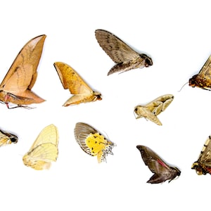 Paquete de 10 polillas secas reales A1, ejemplares finos, varios lepidópteros tropicales sin montar.