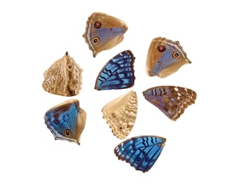 10 Brilliant Blue Loose Butterfly Wings (Junonia rhadama) Real Wings for Artistic Creation