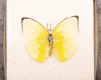 Pack of 2 Lemon Emigrant Butterflies (Catopsilia pomona) WINGS-SPREAD, Ethically Sourced Preserved Specimens for Collecting & Art