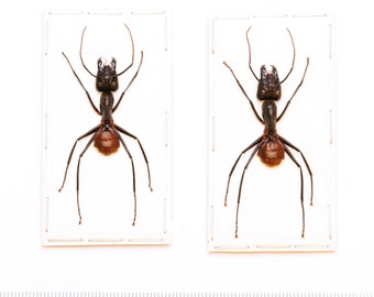 LOT OF 10 Giant Soldier Ants (Camponotus gigas) A- Spread Specimens