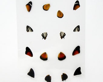 Butterfly Wings GLOSSY LAMINATED SHEET Real Ethically Sourced Specimens (AP4)