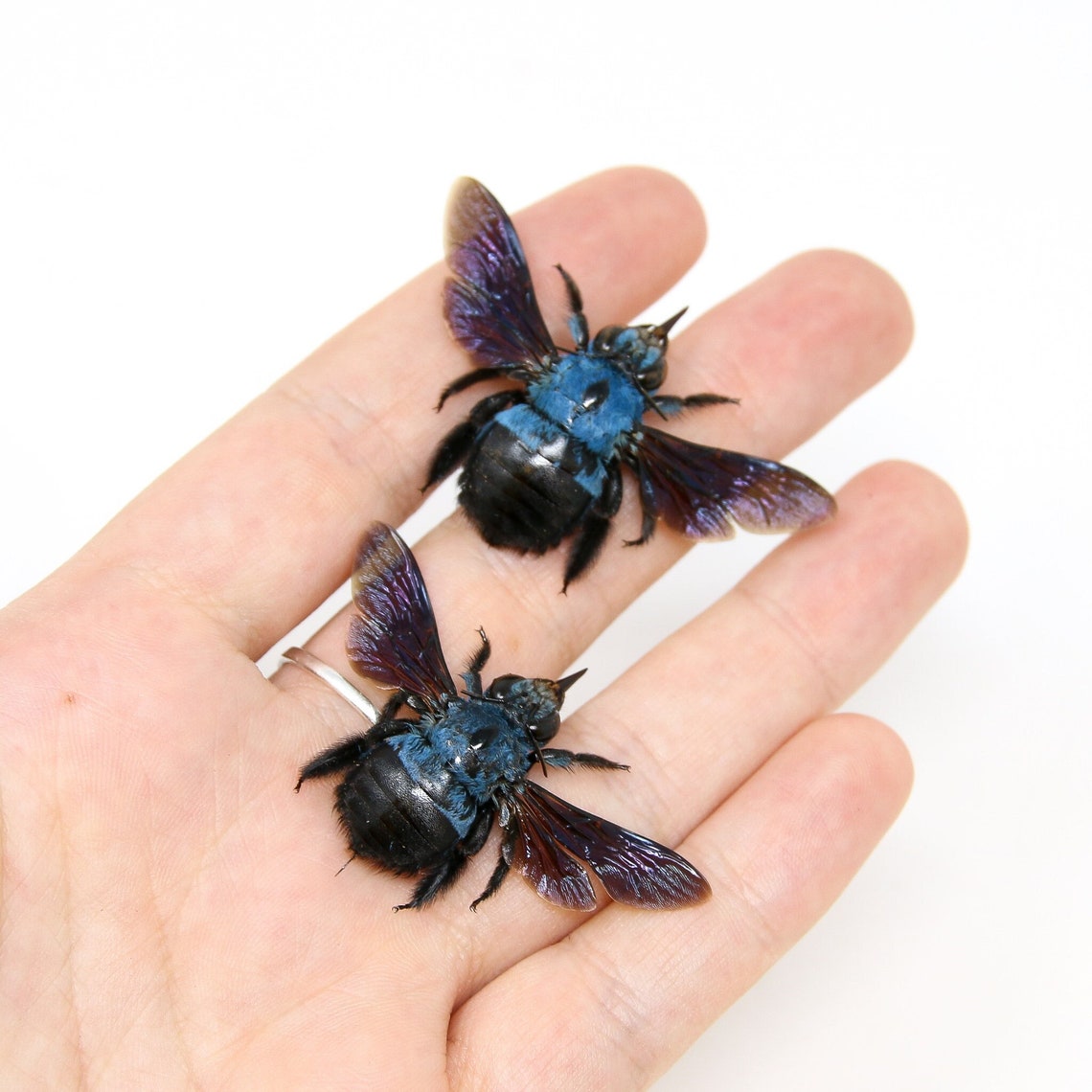 TWO (2) X Blue Carpenter Bees (xylocopa Caerulea) | A1 Spread Specimen ...