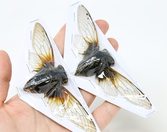 Two (2) Cryptotympana mandarina Thailand Cicadas 180mm | A1/A- Spread Specimens MAR-02