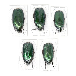 Assorted Specimens Insect Collection (Thailand) A1 Unmounted Dried Beetles, Coleoptera LOT*146