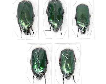 Assorted Specimens Insect Collection (Thailand) A1 Unmounted Dried Beetles, Coleoptera LOT*146