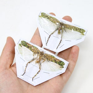 Katydid Insect Collection (Thailand) A1 Spread Specimen, Long-horned Grasshopper, Bush Cricket, Lot#05