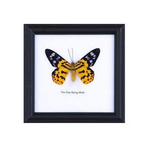May include: A framed insect specimen of a day-flying moth with black and yellow wings. The text "The Day-flying Moth" is printed below the insect.