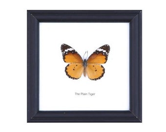 The Plain Tiger Butterfly (Danaus chrysippus) | Real Butterfly Mounted Under Glass, Wall Hanging Home Décor Framed 5 x 5 In. Gift Boxed