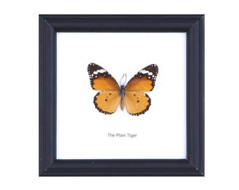 12 FRAMES (FOR RESELLERS) The Plain Tiger Butterfly (Danaus chrysippus) | Real Taxidermy Specimen Home Décor Framed 5 x 5 In. Gift Boxed